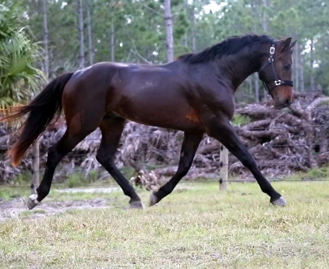 Lanzonni CH trot